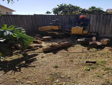 Photos by Rodriguez Tree Service #1