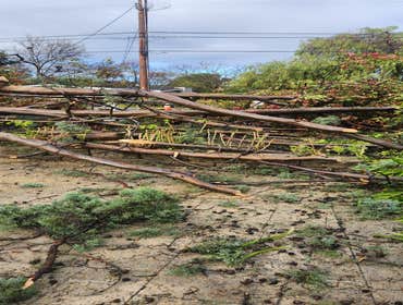 Photos by Pro M Tree Service #45