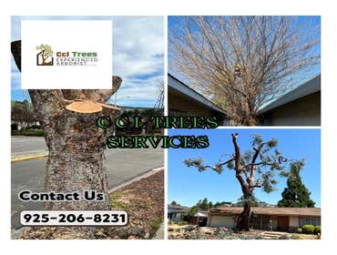 Photos by Ccl Trees Services #1