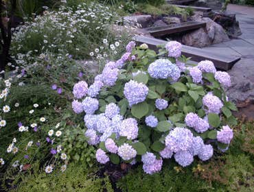 Photo(s) from Landscape Architectural Services Inc