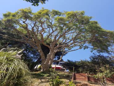Photos by Moreno Tree Service #1