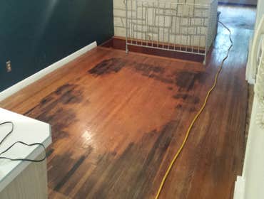 PREMIER HARDWOOD RESTORATIONS vs. PET STAINS Red oak hardwood damaged by pets stains. Job to be sand and finished with a dark walnut stain to hide/camo