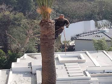 Photos by Villeda Tree Services #1