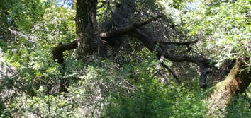 Pressure Washing and Landscape Clean up in Healdsburg