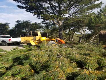 Photos by Rodriguez Tree Service #1