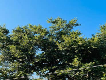 Photos by Jose Marin Tree Service #8
