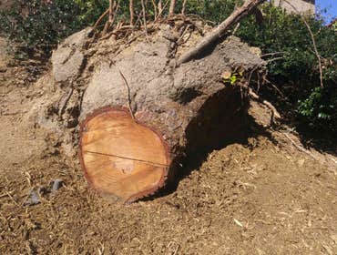 Photos by South Coast Stump Removal