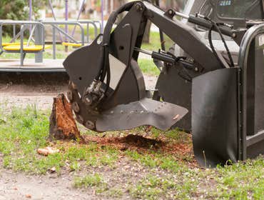 Photos by Pro Tree Service of Savannah #1
