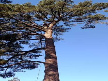 Photos by Moreno Tree Service #1