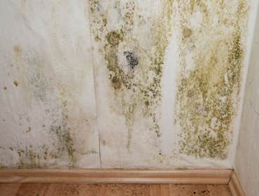 Photos by Mold Remediation Lancaster #1
