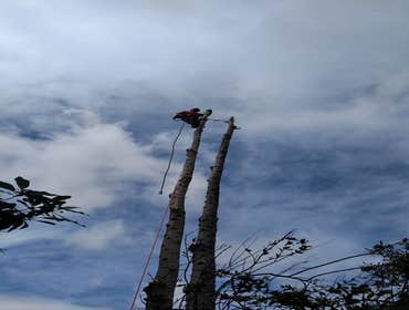 Photos by Moreno Tree Service #1