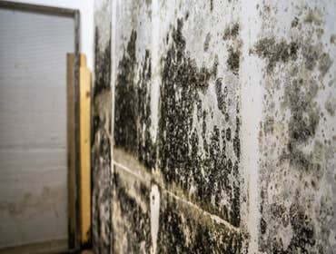 Photos by Beavers Mold Inspections #1