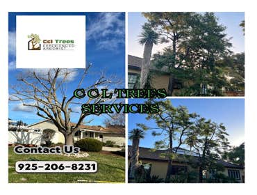 Photos by Ccl Trees Services #1