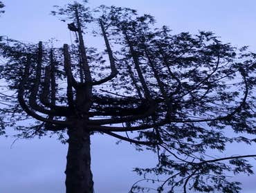 Photo(s) from Justin L Foss Tree Service