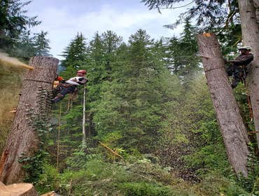 Photos by Elite Tree Care #1