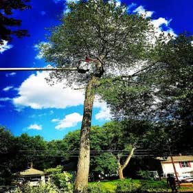 A Cut Above Tree Service L‎L‎C
