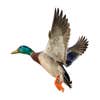 Mallard Construction, Inc logo