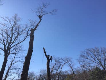 Photo(s) from Bonilla Tree Service Inc