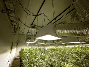 Grow Photos
