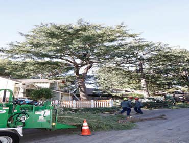 Photos by California Green Tree Care #1