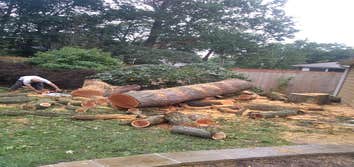 Alvarez Tree Expert- Tree Service- Tree Removal- (630) 201-8389