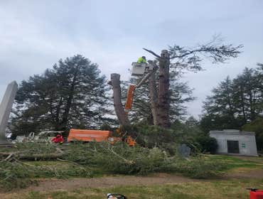 Photos by Hernandez Tree Services #17