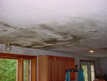mold restoration services