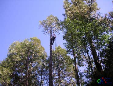 Photos by Estates Tree Service #1