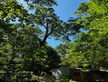 Flores Tree Services General & Landscaping