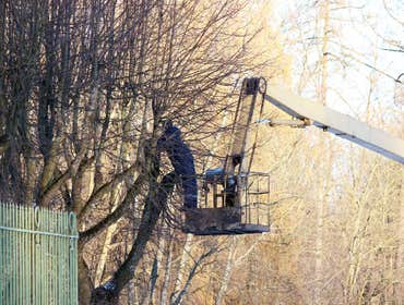Photos by El Dorado Hills Tree Service #1