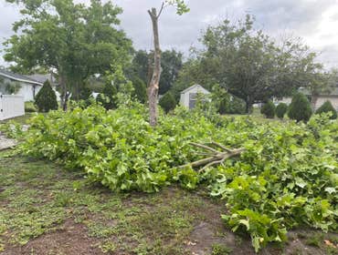 Photos by Arbobella Tree Service #1