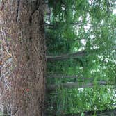 Tree Service South Jersey