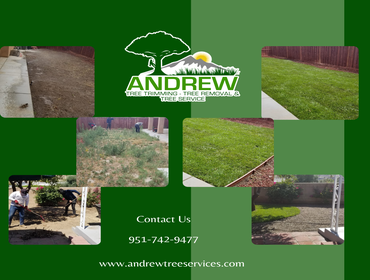 Photos by Andrew Tree Trimming, Tree Removal & Tree Service #1