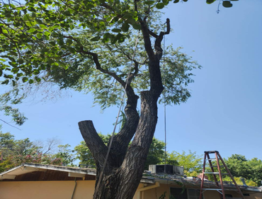 Photos by Pro M Tree Service #22