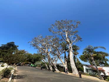 Photos by California Green Tree Care #1
