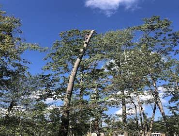 Photos by Jr & Dubon Tree Service #1