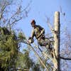 Danbury Tree Pros logo