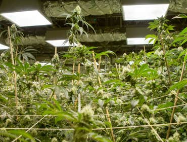 Grow Photos