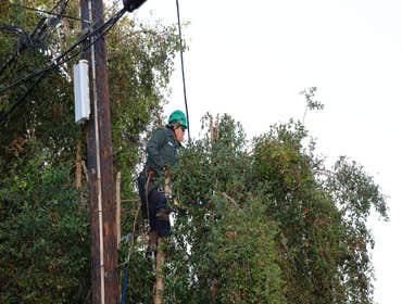 Photos by California Green Tree Care #1