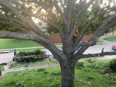 Photos by K-perez Tree Services #1