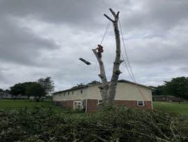 Photos by Dominguez Tree Service #1