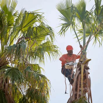 Simon’s La Vergne​ ​tree Service
