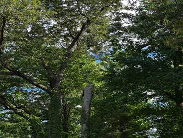 Flores Tree Services General & Landscaping
