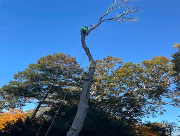 Photos by Jose Tree Service #1