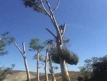 Photos by Estates Tree Service #1