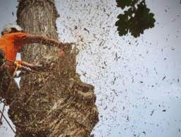 Photos by Arborsafe Tree Service #1