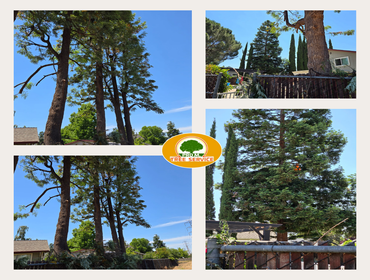 Photos by Pro M Tree Service #67