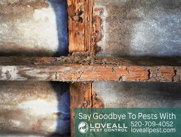 Pest Control Service