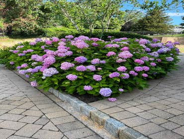 Photos by Mendoza Landscaping & Lawn Service LLC #8