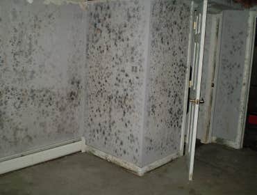 Bay Area Mold Services Project